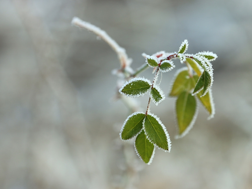 Canon EF 70-300mm F4-5.6L IS USM sample photo. Despite winter photography