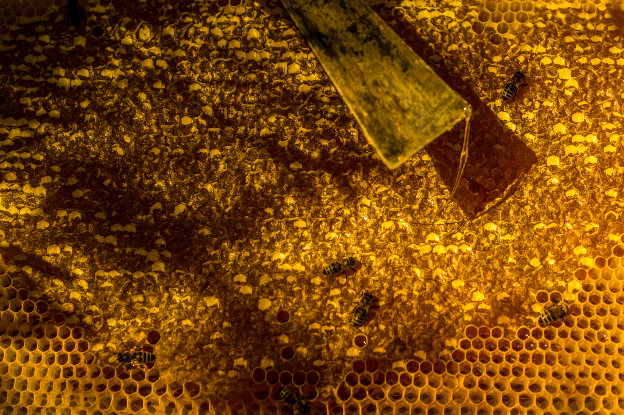 AF Nikkor 50mm f/1.8 sample photo. Miracle of honey photography