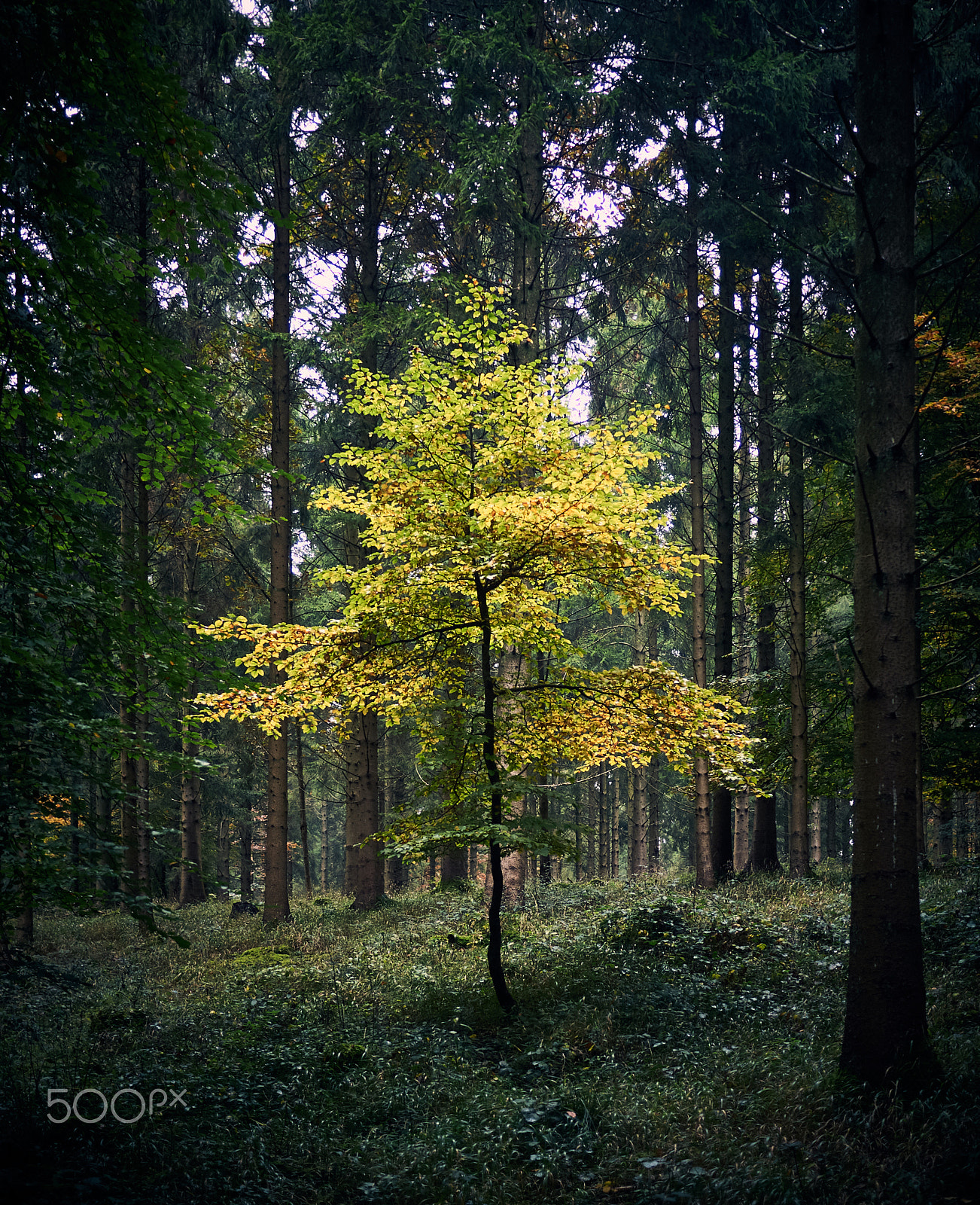 Olympus PEN E-PL2 + Panasonic Lumix G 20mm F1.7 ASPH sample photo. Glowing beech under evergreens photography