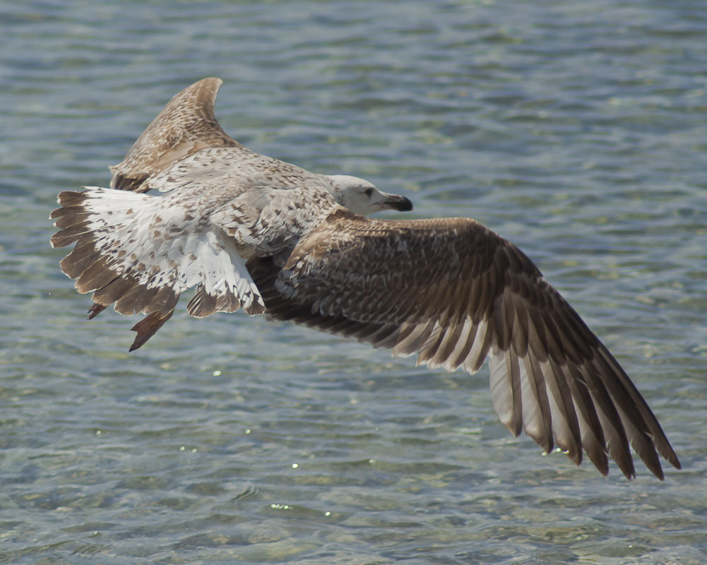 Canon EOS 1000D (EOS Digital Rebel XS / EOS Kiss F) sample photo. Wings of kvarner photography