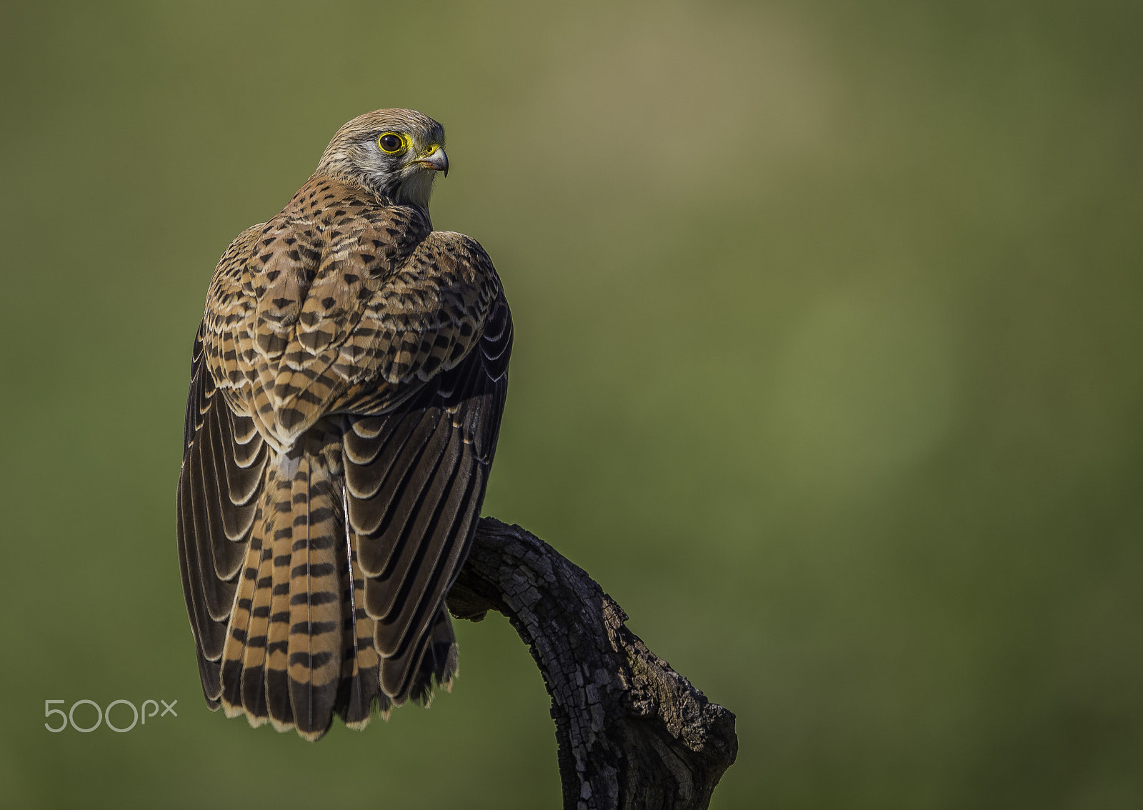 Nikon AF-S Nikkor 600mm F4E FL ED VR sample photo. Cernícalo vulgar photography