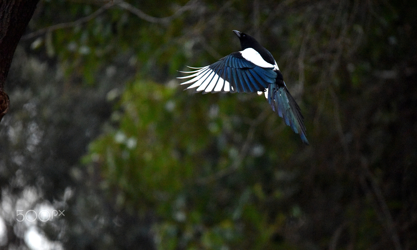 Sigma 150-500mm F5-6.3 DG OS HSM sample photo. Magpie photography