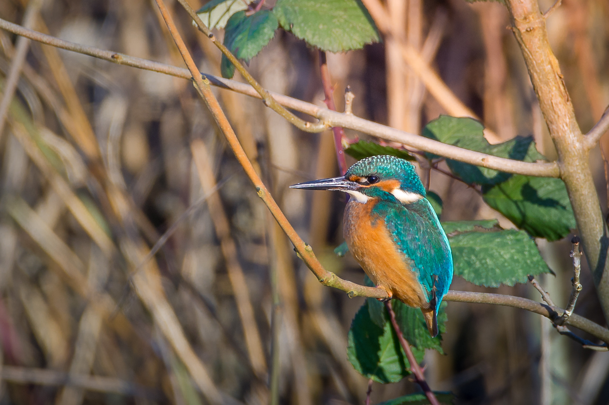 150-600mm F5-6.2 OSS sample photo. Warming sunlight photography
