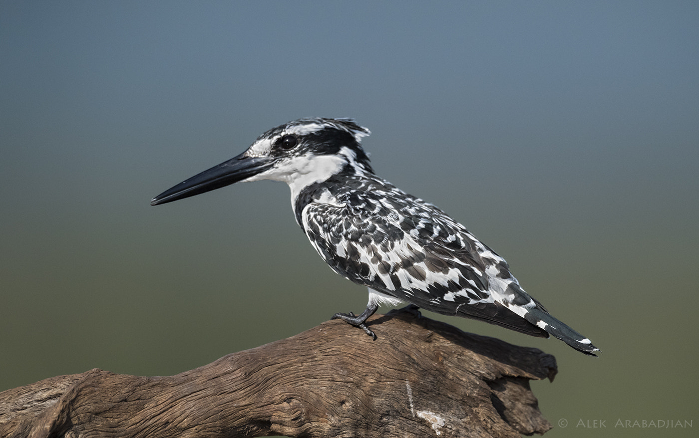Nikon AF-S Nikkor 800mm F5.6E FL ED VR sample photo. Where's the fish? photography