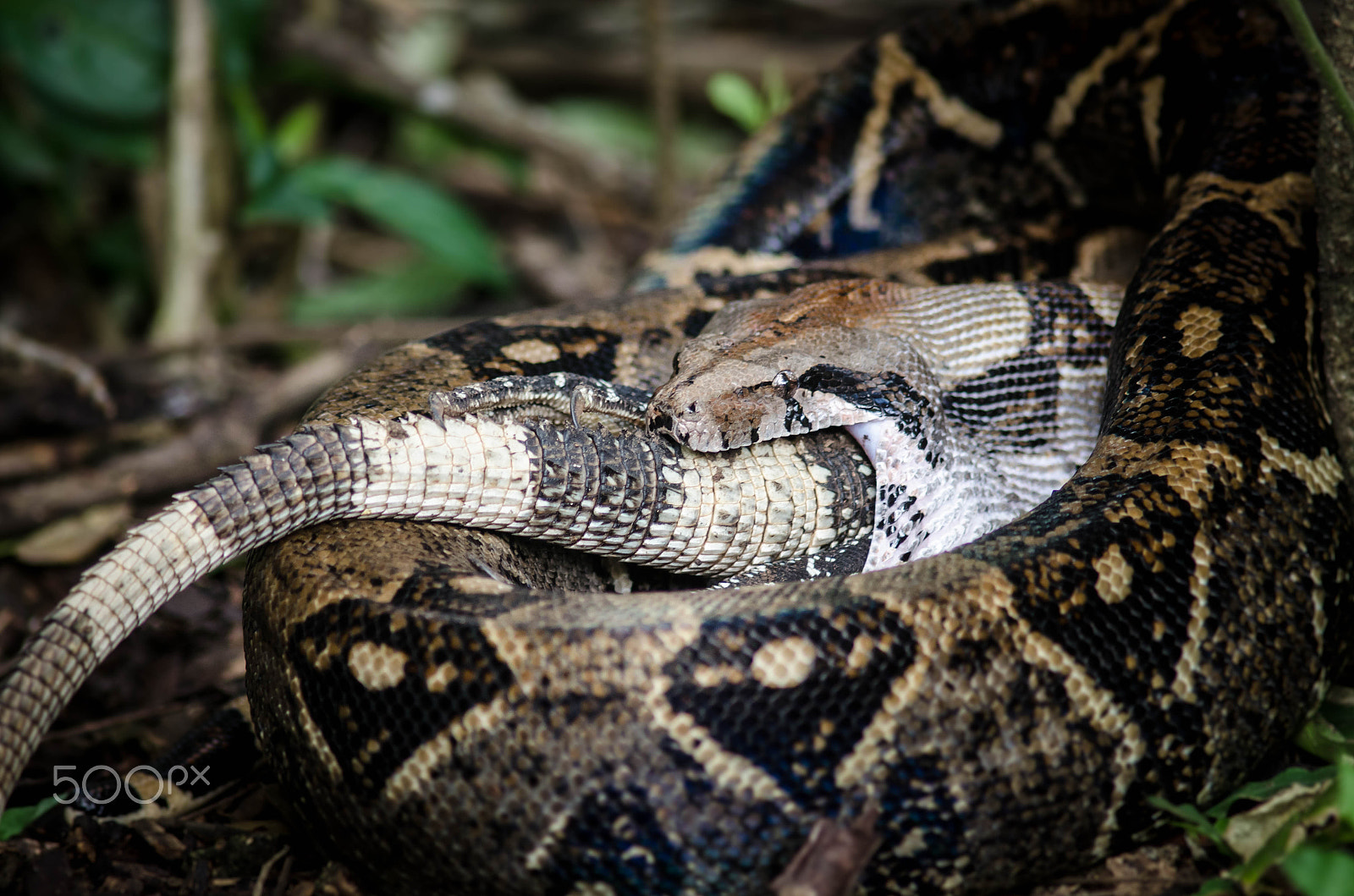 Nikon D7000 + AF Nikkor 300mm f/4 IF-ED sample photo. Boa vs iguana 1 photography