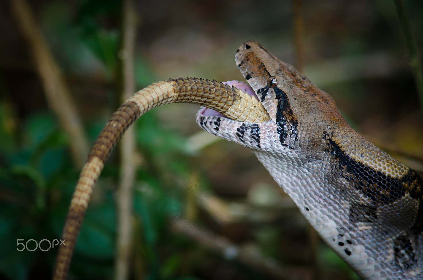Nikon D7000 + AF Nikkor 300mm f/4 IF-ED sample photo. Boa vs iguana 2 photography