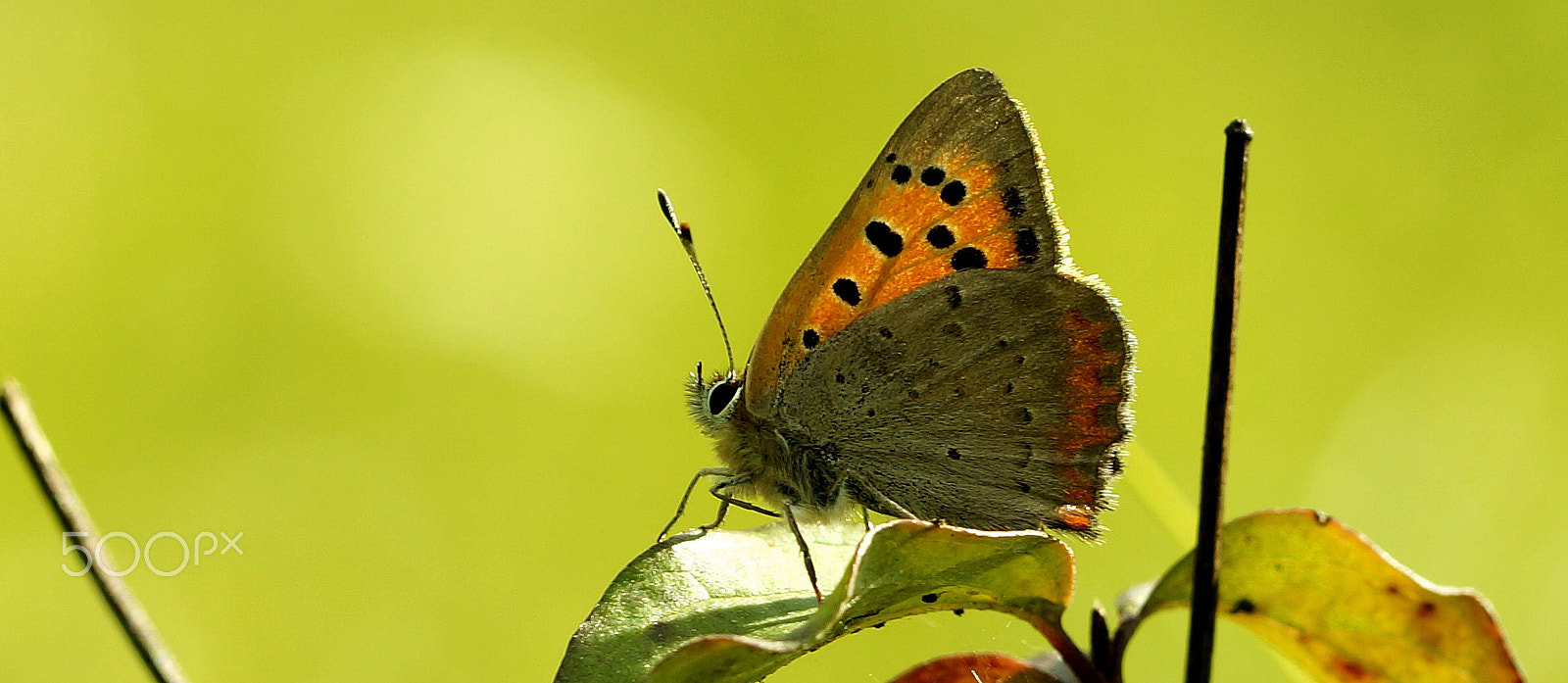 Sony SLT-A57 + 90mm F2.8 Macro SSM sample photo. Lycaena phlaeas photography