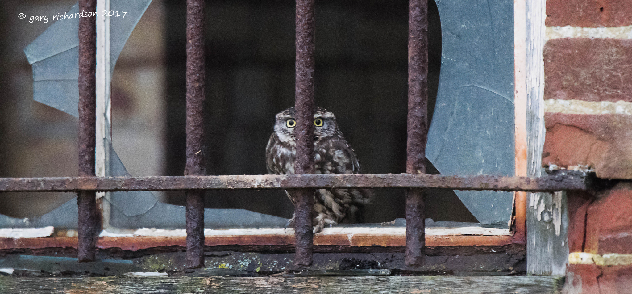 Nikon D810 + Nikon AF-S Nikkor 500mm F4G ED VR sample photo. Little owl photography