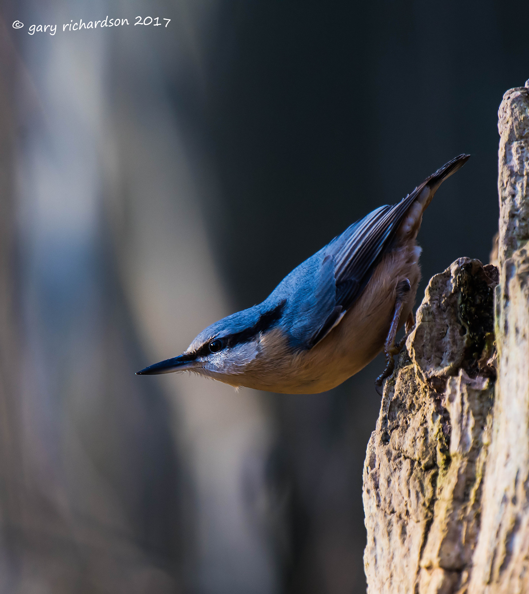 Nikon D810 + Nikon AF-S Nikkor 500mm F4G ED VR sample photo. Nuthatch photography