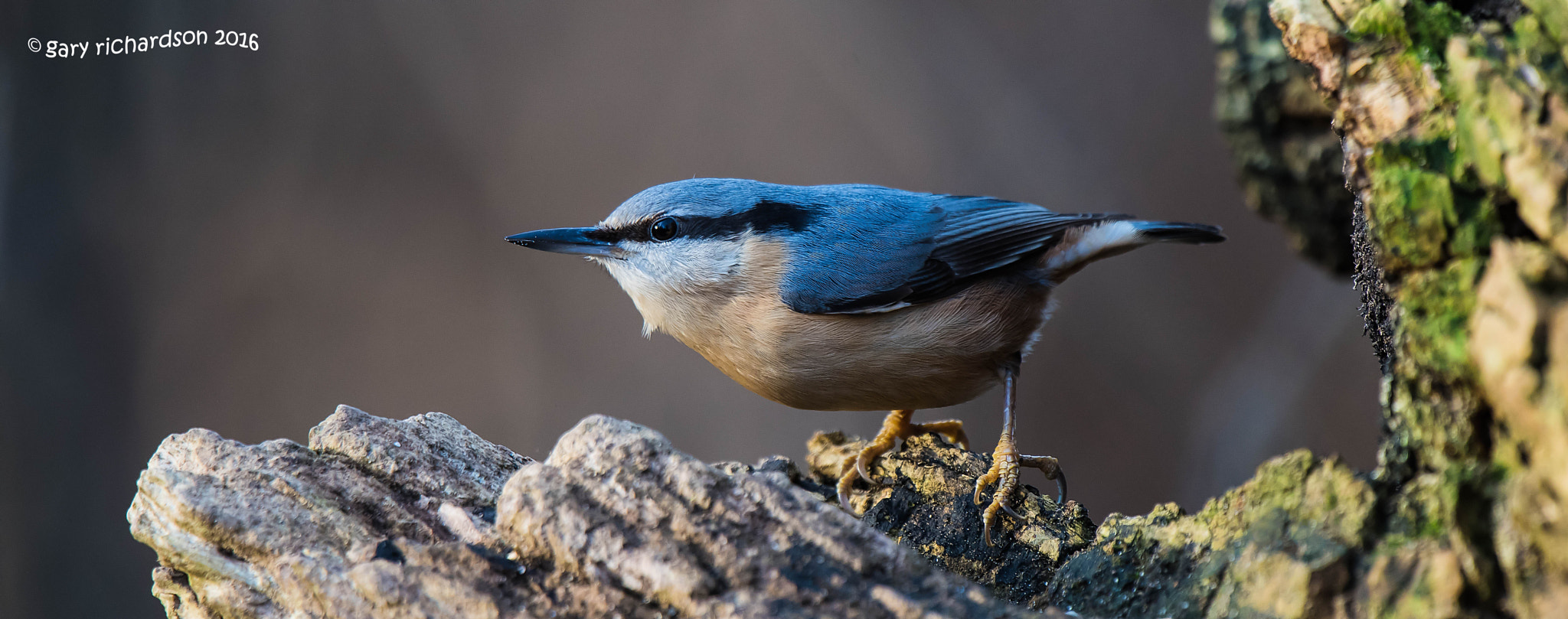 Nikon D810 + Nikon AF-S Nikkor 500mm F4G ED VR sample photo. Nuthatch photography