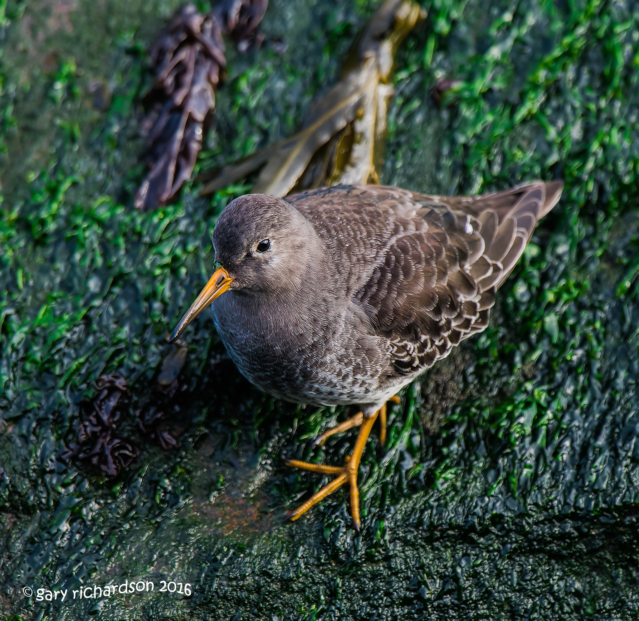 Nikon D810 + Nikon AF-S Nikkor 500mm F4G ED VR sample photo. Purple sandpiper photography