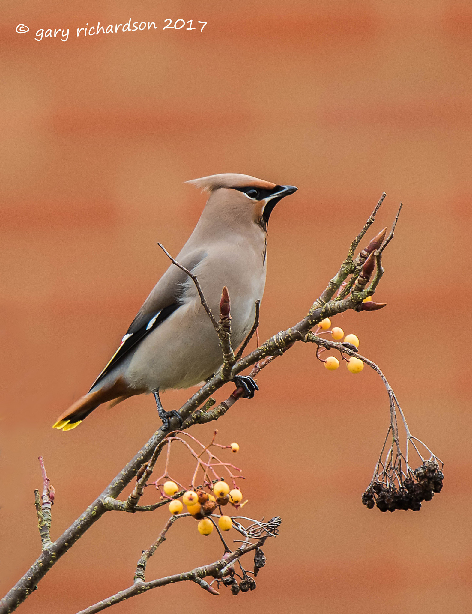 Nikon D810 + Nikon AF-S Nikkor 500mm F4G ED VR sample photo. Waxwing photography