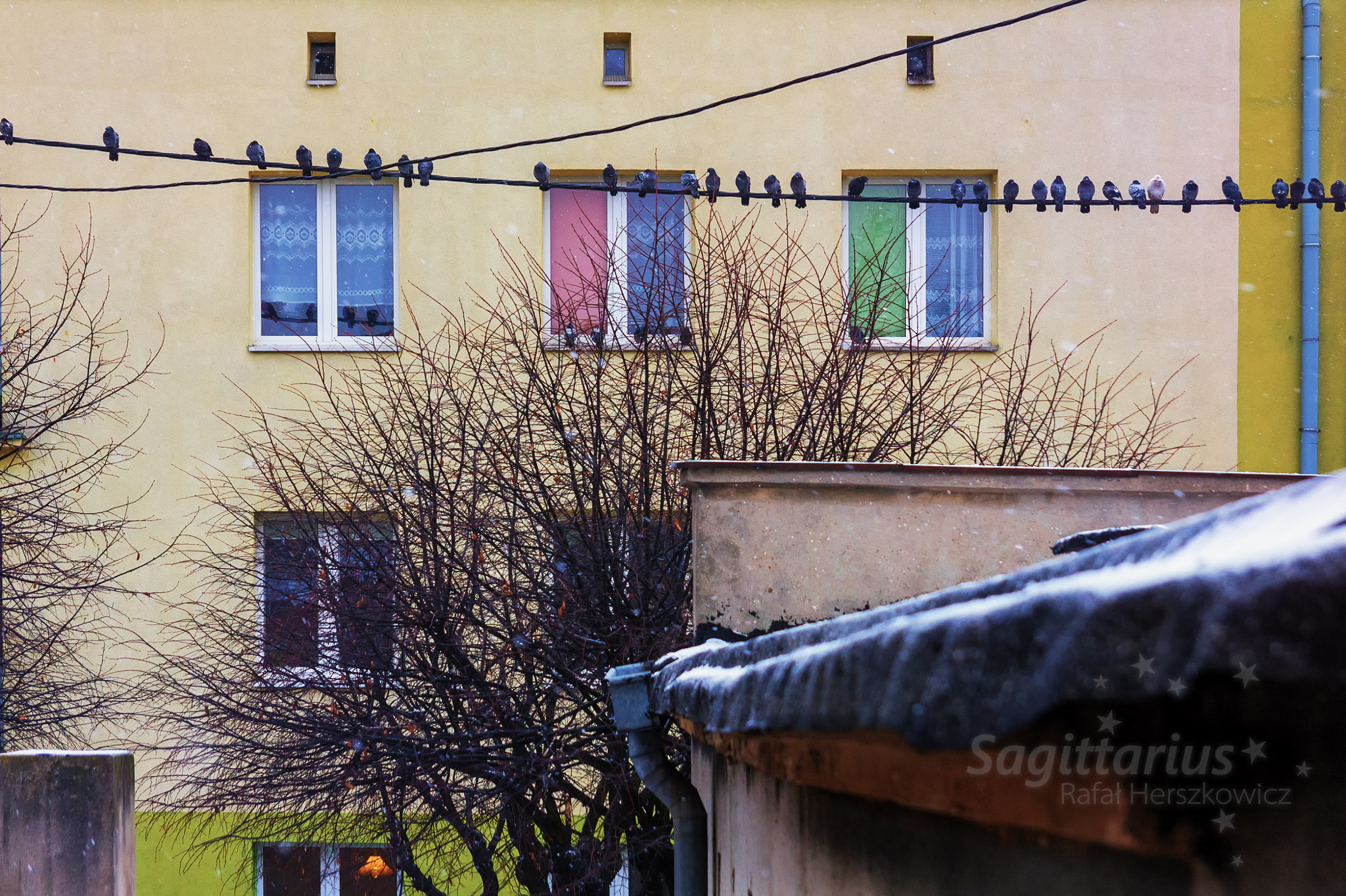 Pentax K-30 sample photo. Pigeons on a cable (3/365) photography
