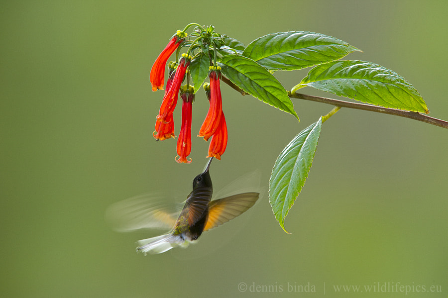 Nikon D3S sample photo. Fast wings photography