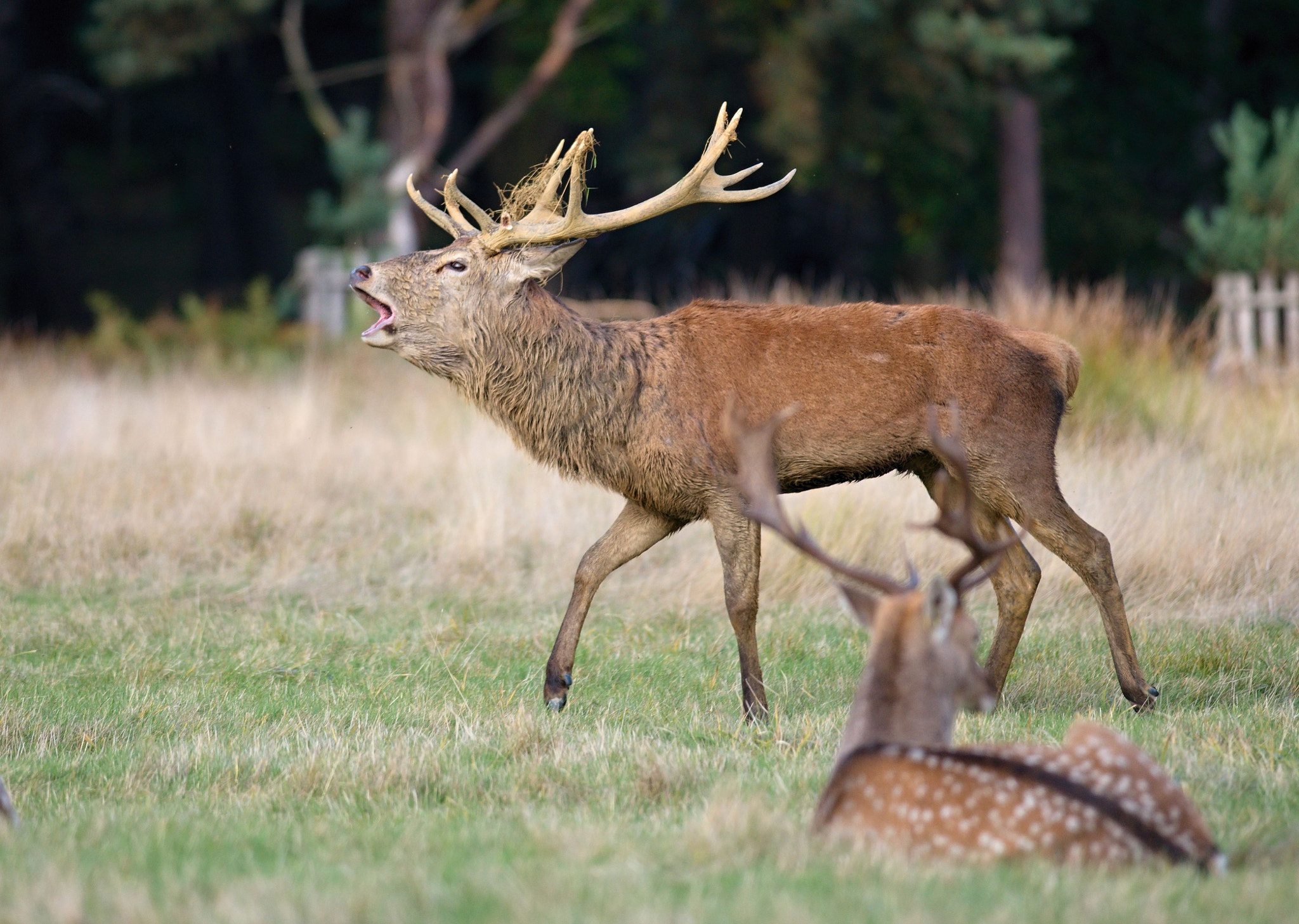 Nikon D610 + Nikon AF-S Nikkor 300mm F4D ED-IF sample photo. Dsc_9484_01.jpg photography