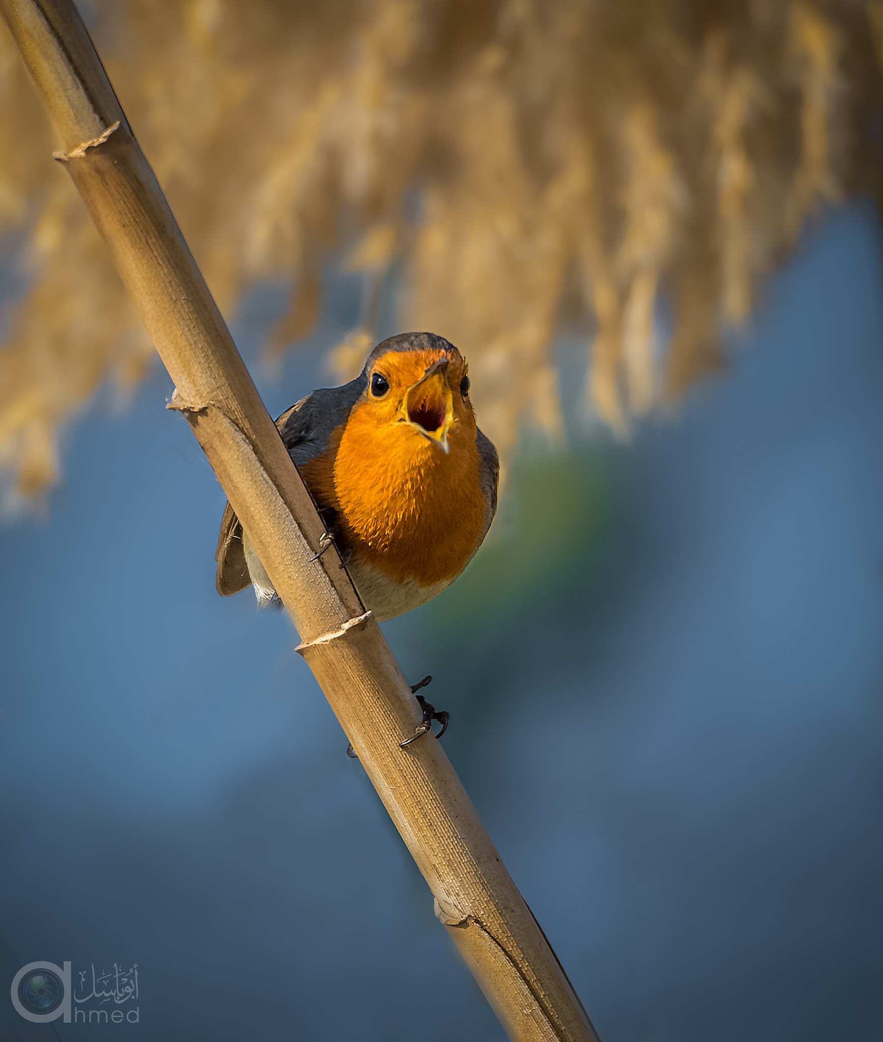 Sigma 150-600mm F5-6.3 DG OS HSM | S sample photo