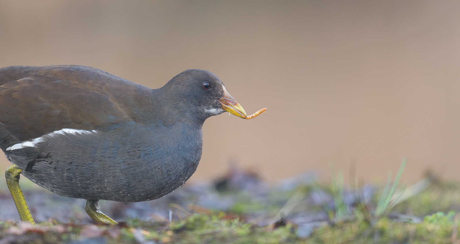 Nikon D4 sample photo. Waterhoen - moorhen photography