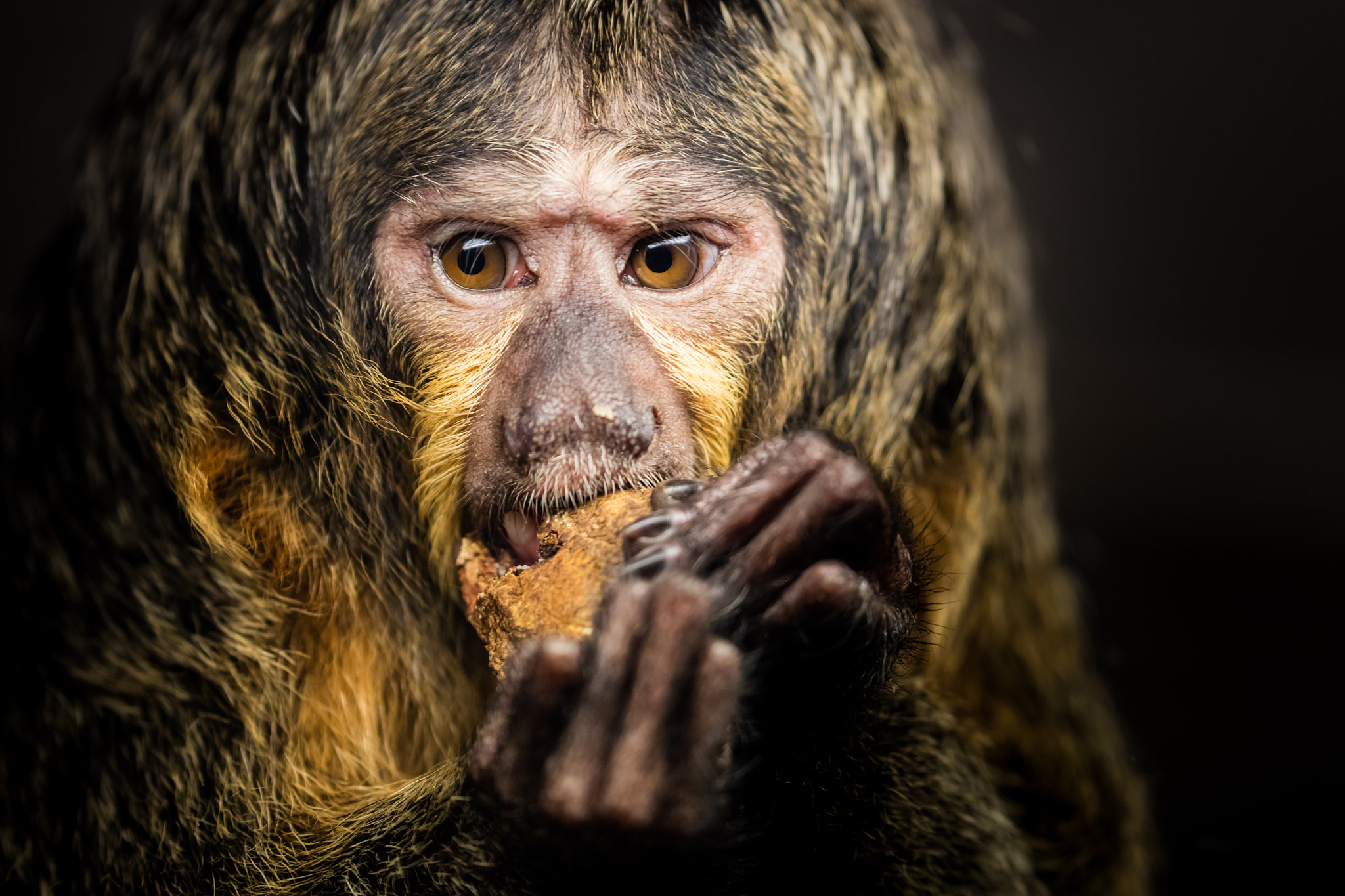 Canon EOS 5DS sample photo. Monkey business photography