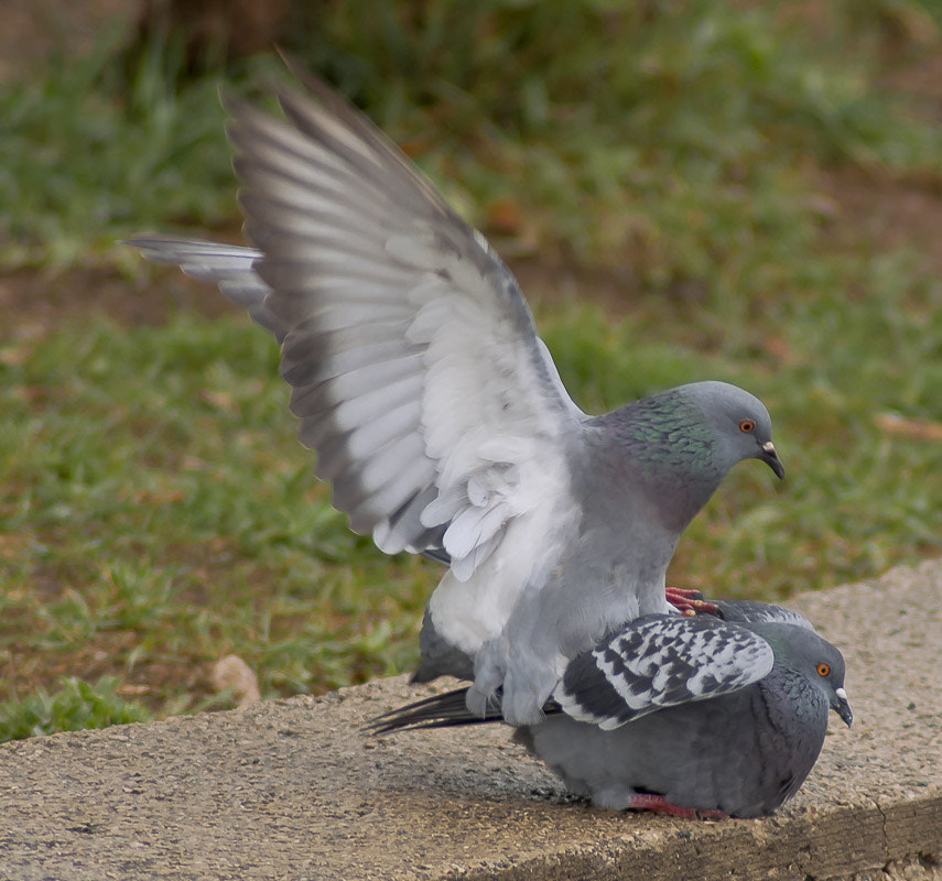Canon EOS 1000D (EOS Digital Rebel XS / EOS Kiss F) sample photo. Love photography