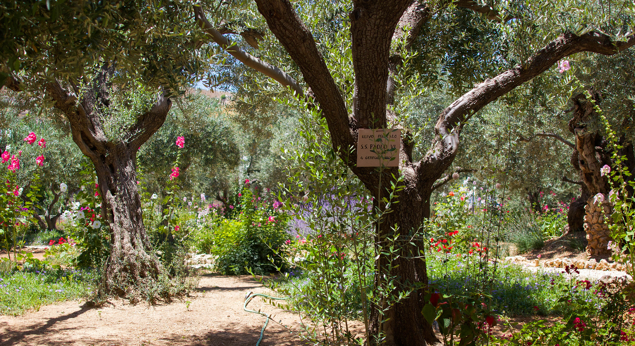 Canon EOS 60D + Canon EF 24mm F2.8 sample photo. Garden of gethsemane photography