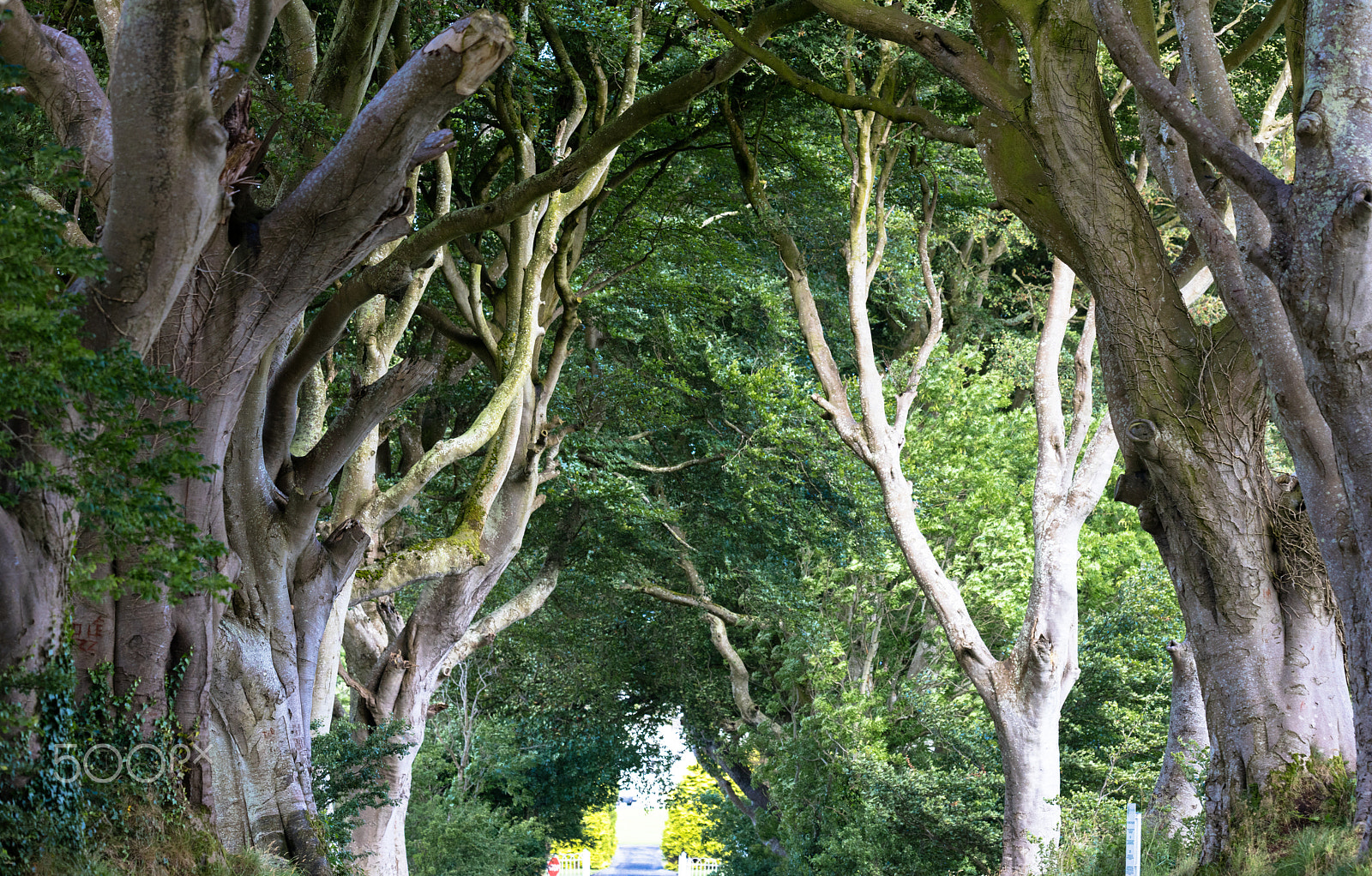 Sigma 150mm f/2.8 EX DG OS HSM APO Macro sample photo. Magical forest, northern ireland photography