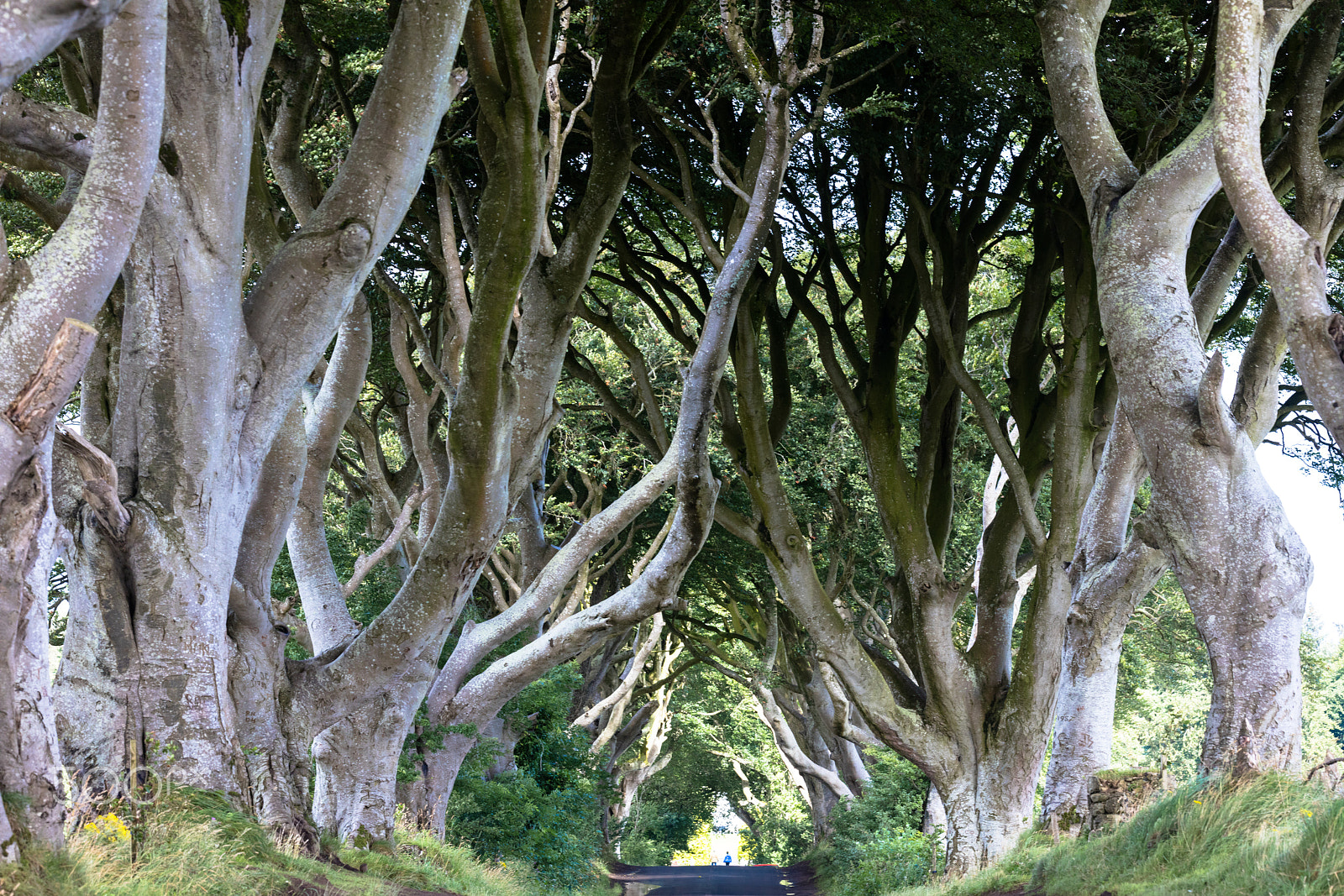 Sigma 150mm f/2.8 EX DG OS HSM APO Macro sample photo. Magical forest, northern ireland photography
