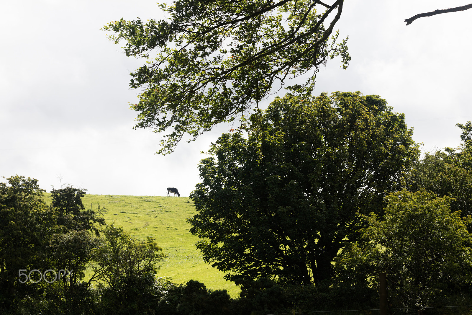 Sigma 150mm f/2.8 EX DG OS HSM APO Macro sample photo. Landscape, northern ireland photography