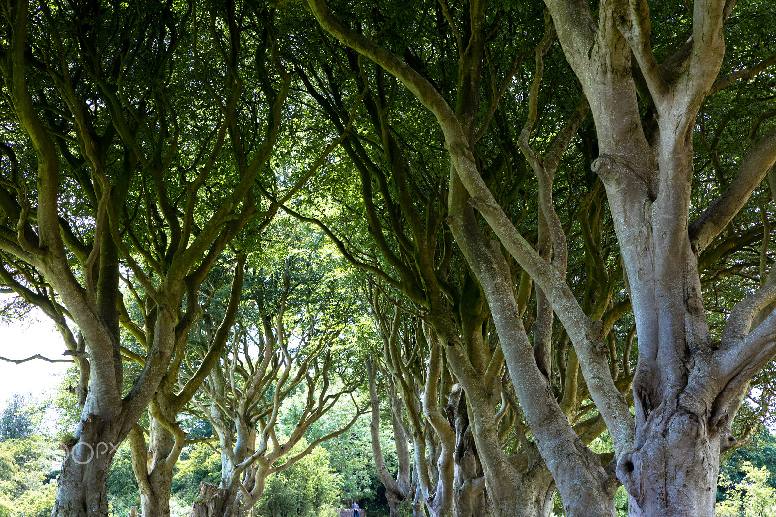 Sigma 24-70mm F2.8 EX DG Macro sample photo. Magical forest, northern ireland photography