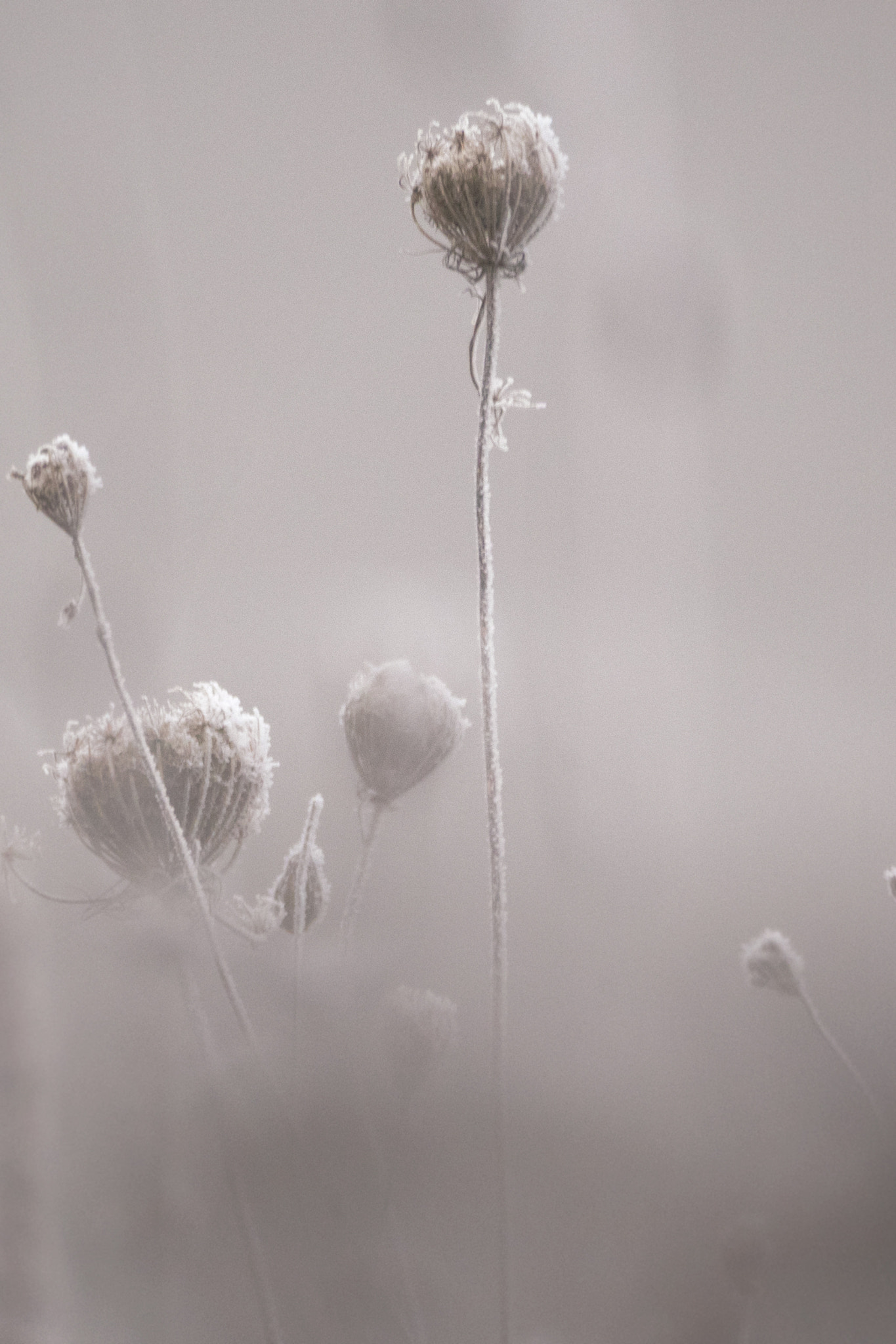 Olympus OM-D E-M1 sample photo. Frozen nature 2* photography