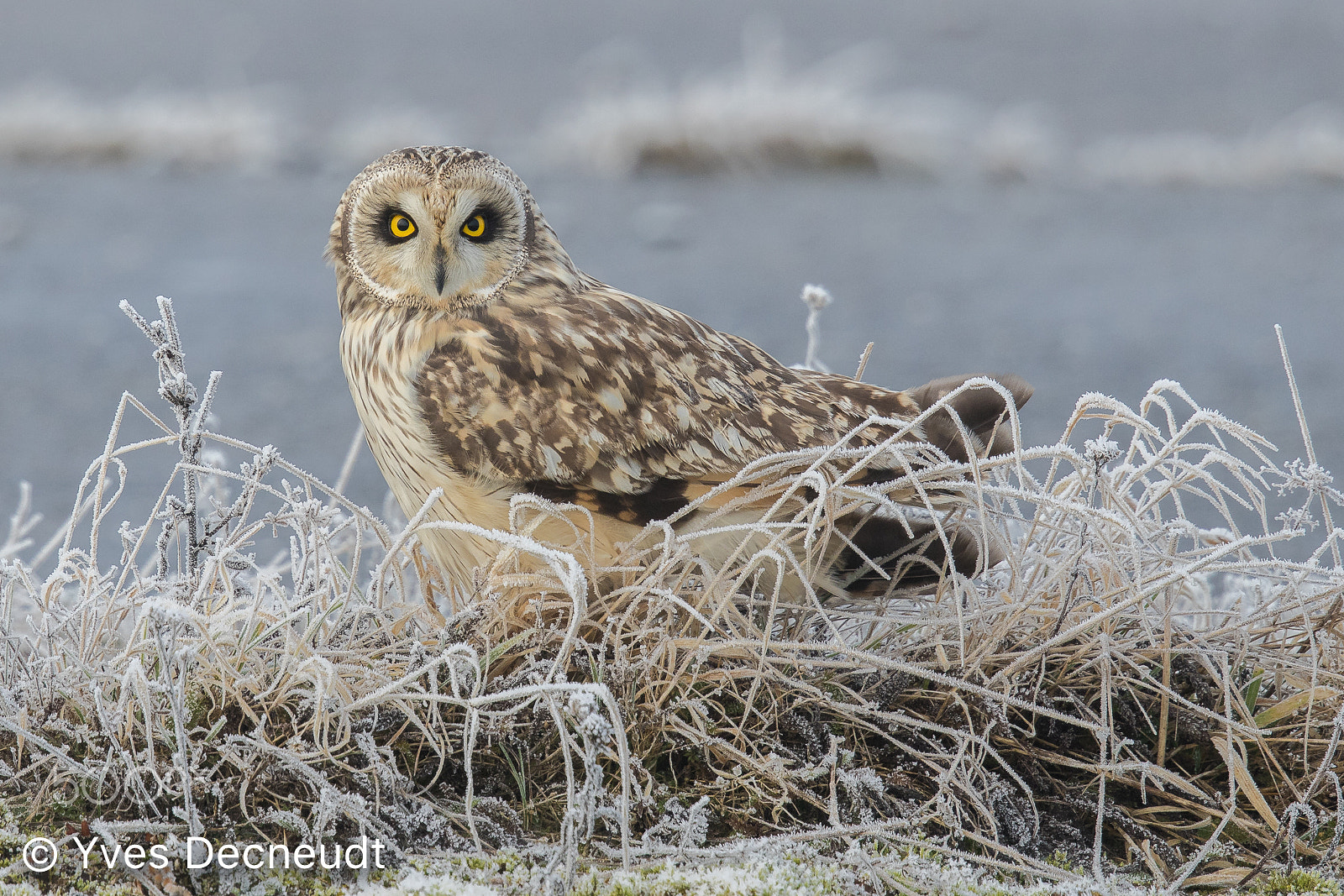 Canon EF 500mm F4L IS II USM sample photo. Are you watching me? (short-eared owl) photography