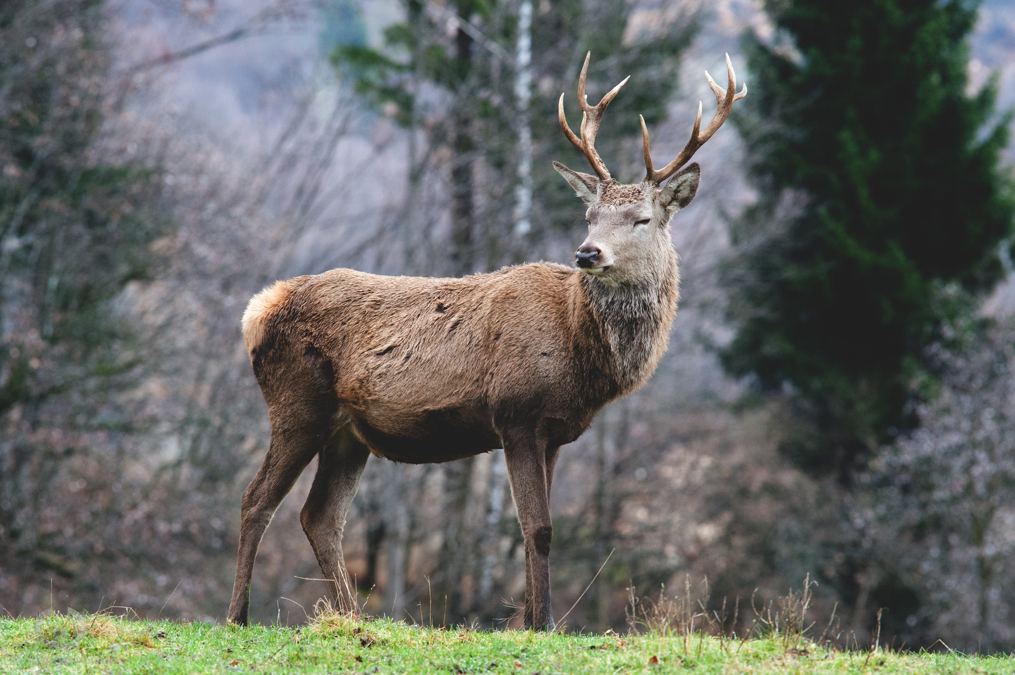 Nikon D700 sample photo. Deer...dolomiti 2015 you & me !!!! photography