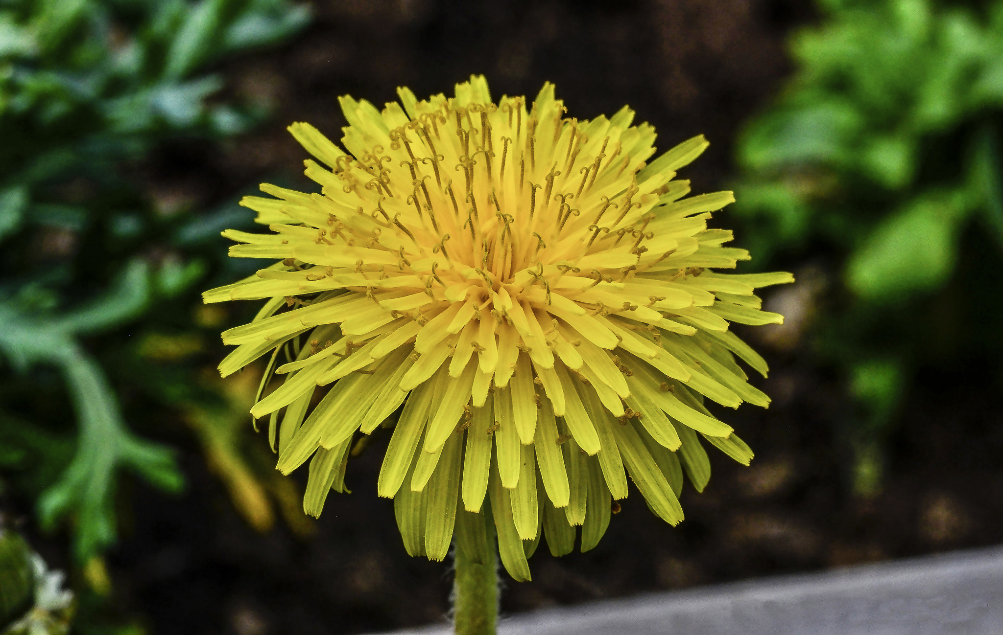 Nikon D800E sample photo. Simple dandelion photography
