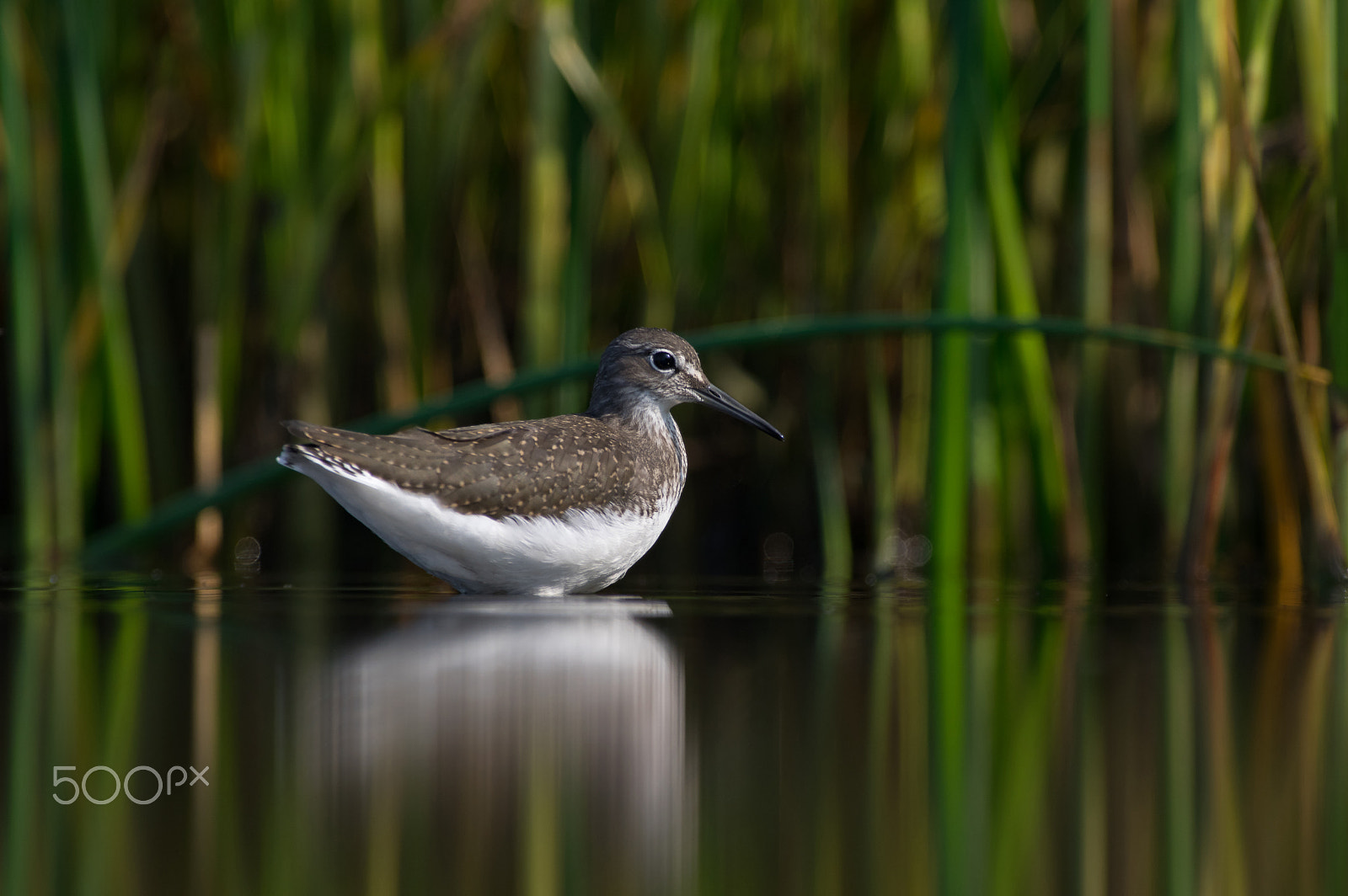Pentax smc DA* 300mm F4.0 ED (IF) SDM sample photo. Green sandpiper photography