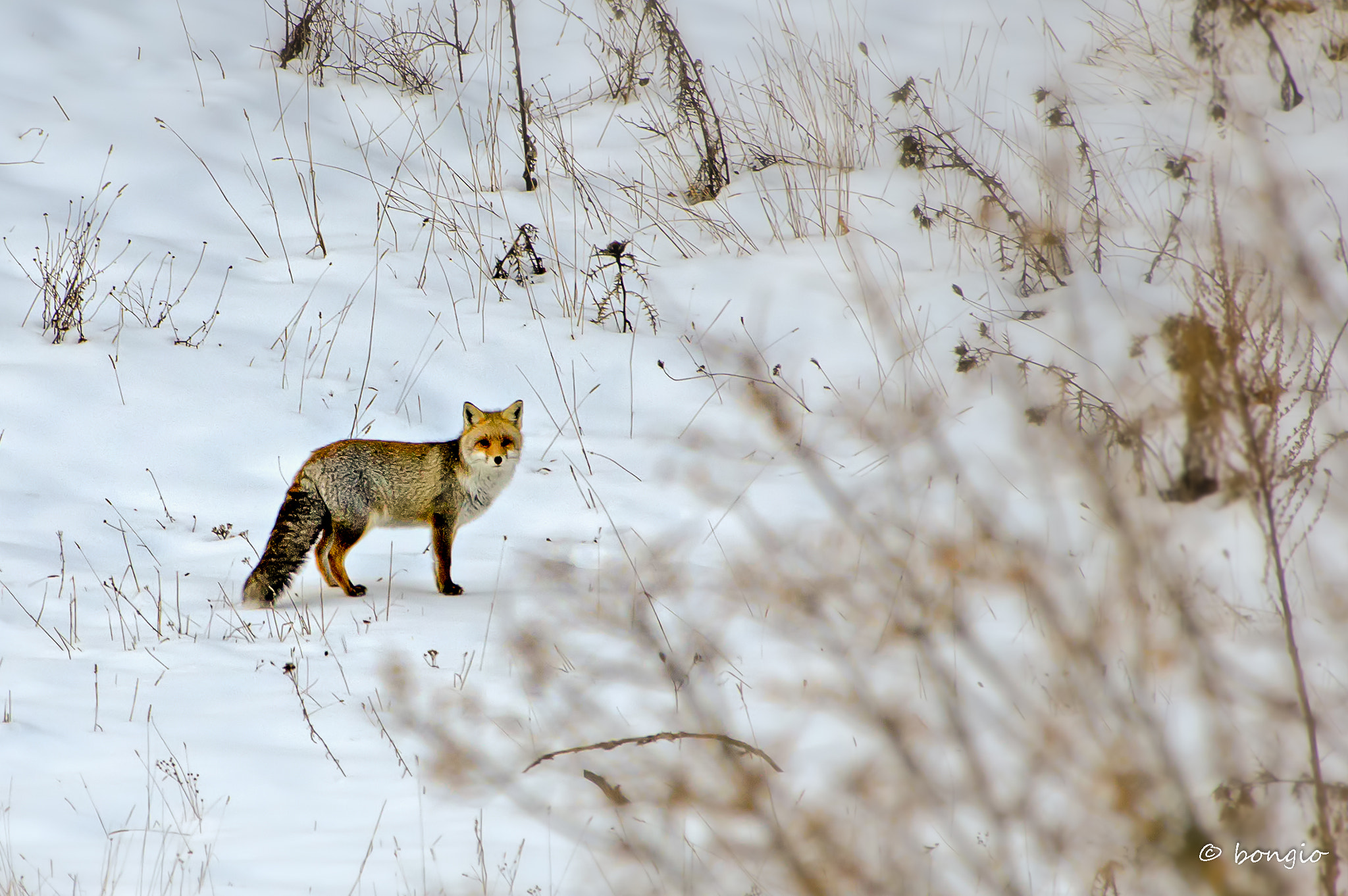Pentax smc DA* 300mm F4.0 ED (IF) SDM sample photo. Fox in abruzzo national park photography