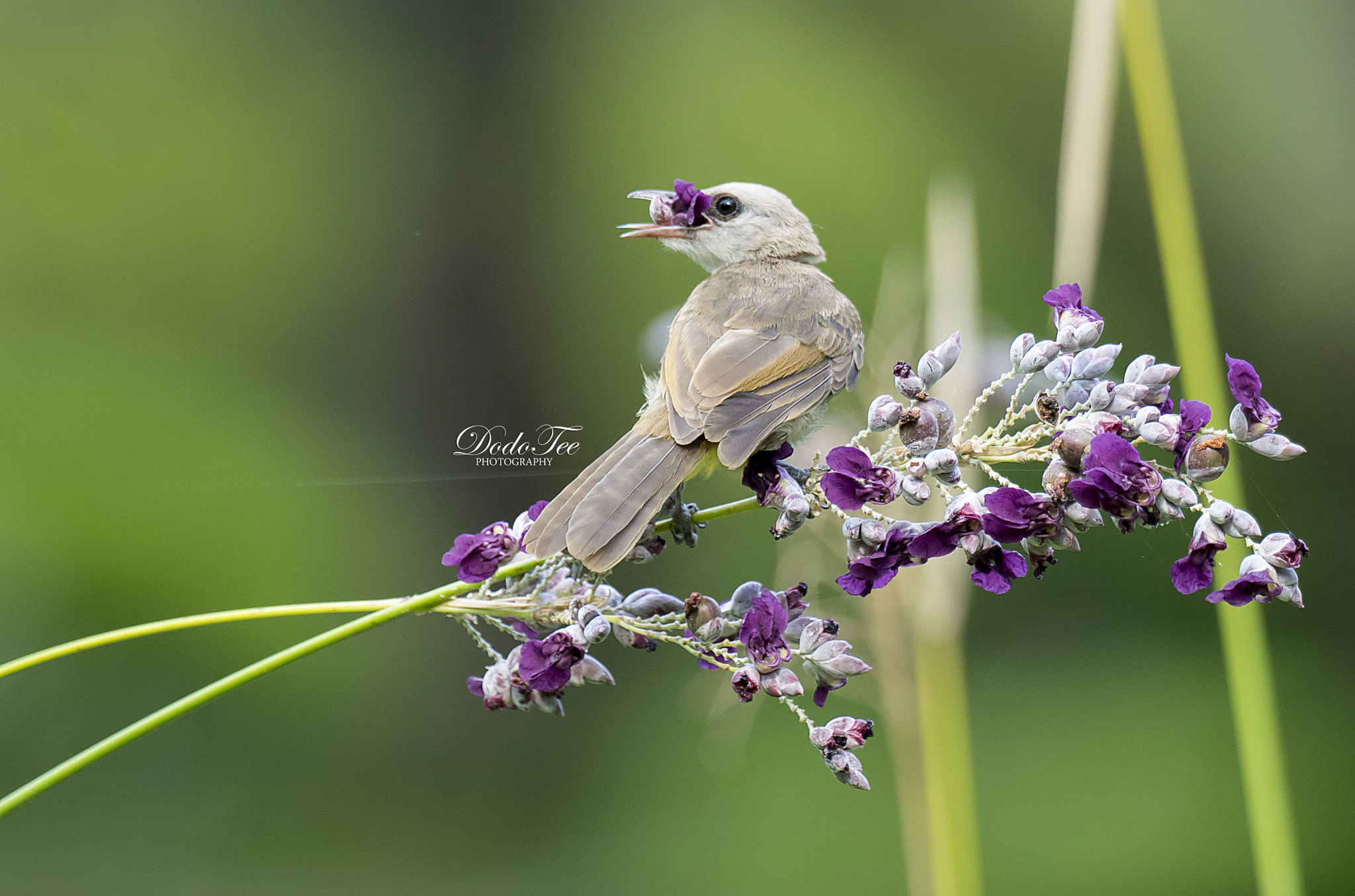 Sony 70-400mm F4-5.6 G SSM II sample photo