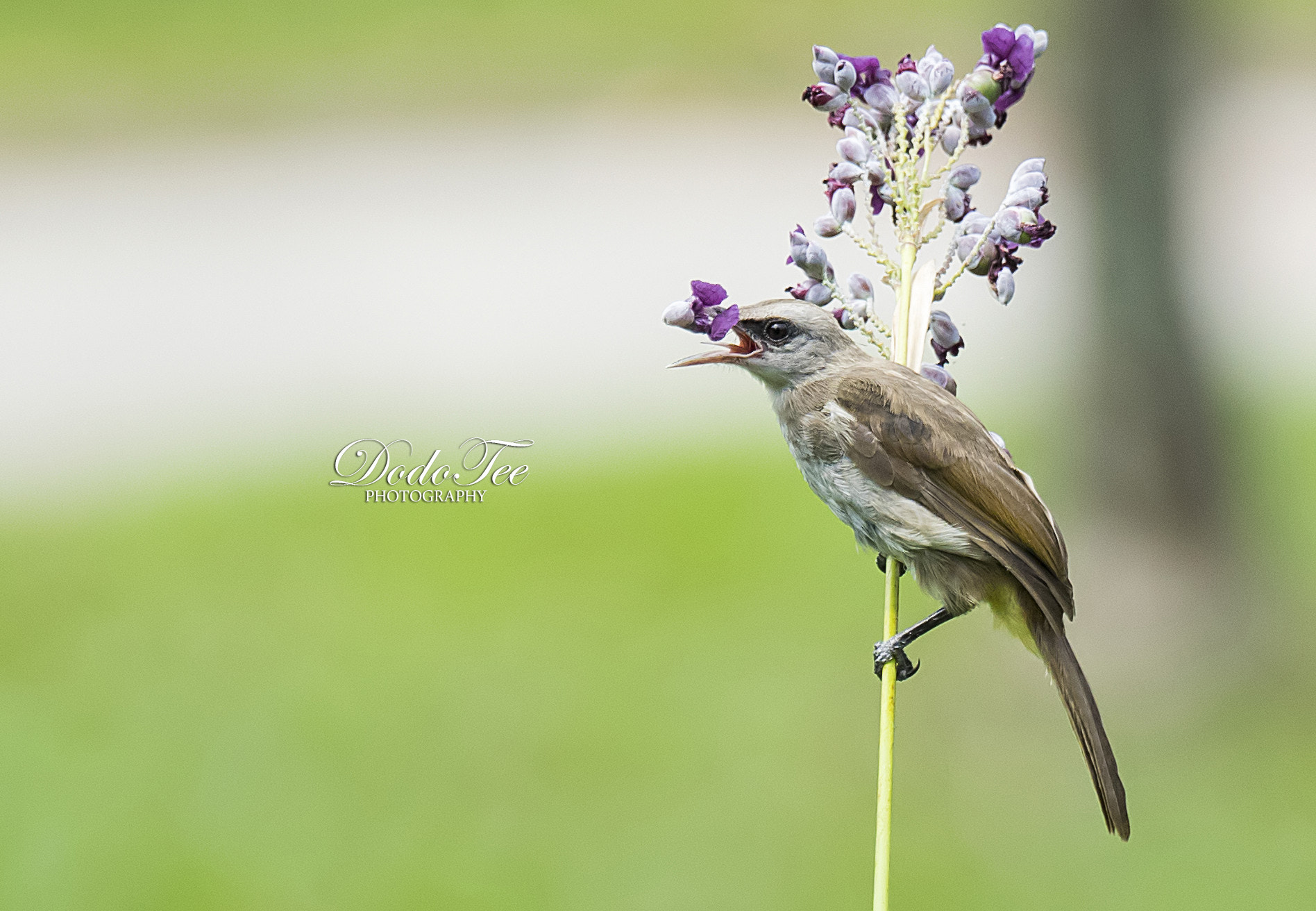 Sony 70-400mm F4-5.6 G SSM II sample photo