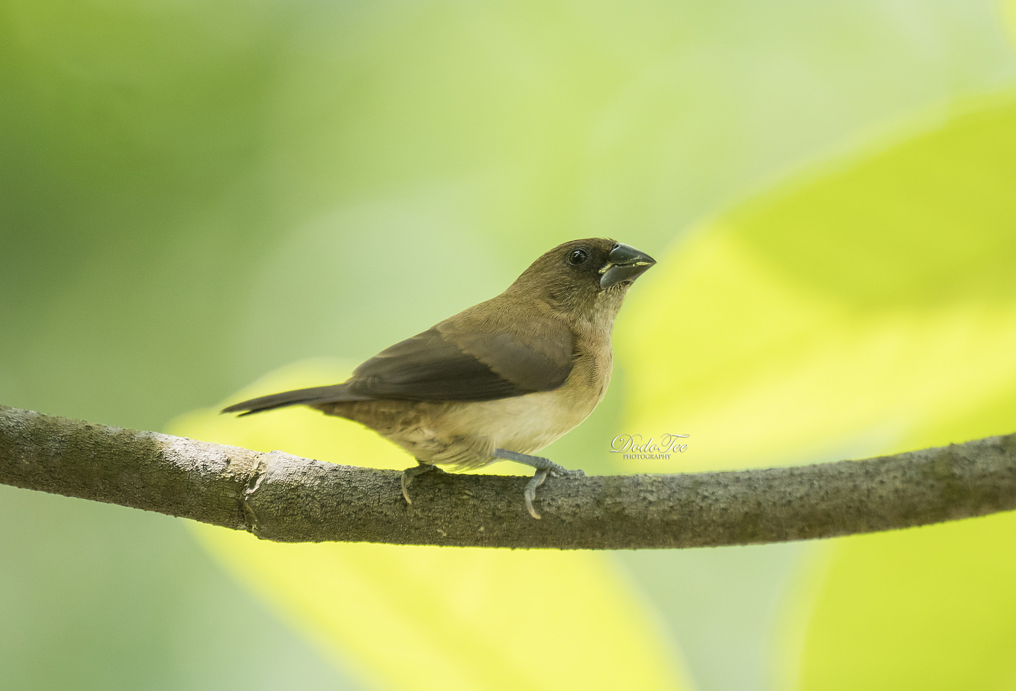 Sony 70-400mm F4-5.6 G SSM II sample photo