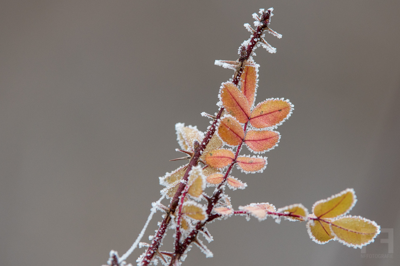 Nikon AF-S Nikkor 200-400mm F4G ED-IF VR sample photo. Freezing nights photography