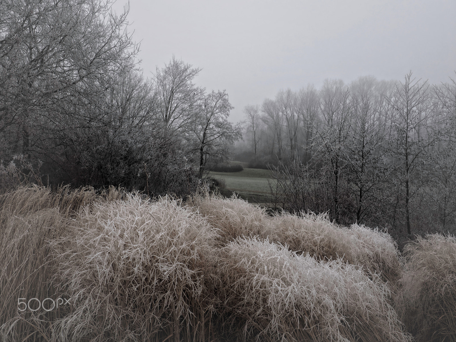 Olympus OM-D E-M1 sample photo. Frozen grass photography