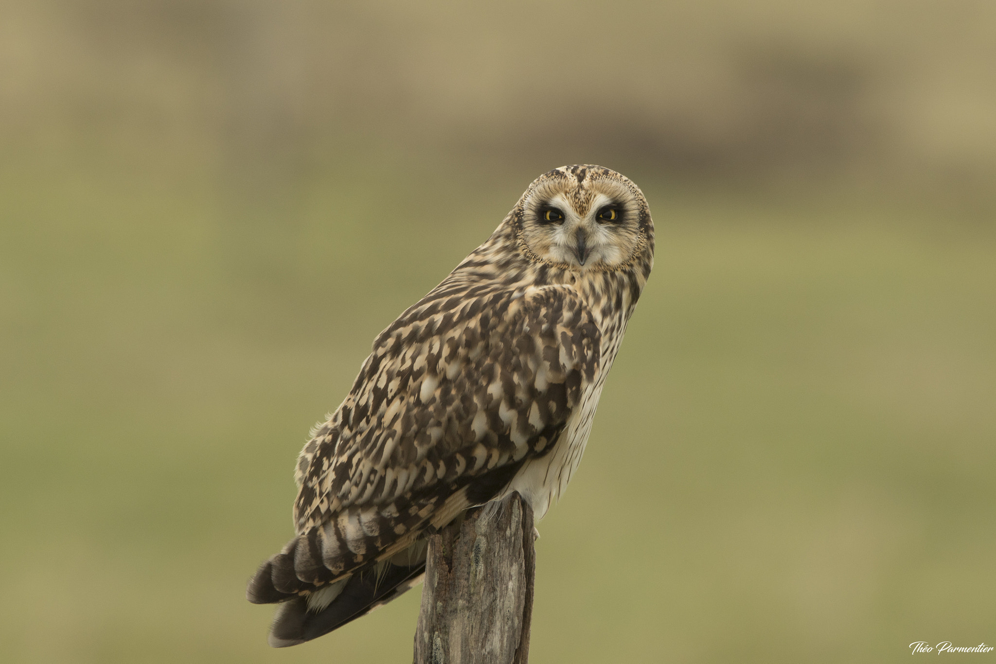 Canon EOS 7D Mark II + Canon EF 300mm F2.8L IS USM sample photo. Short eared owl / hibou des marais photography