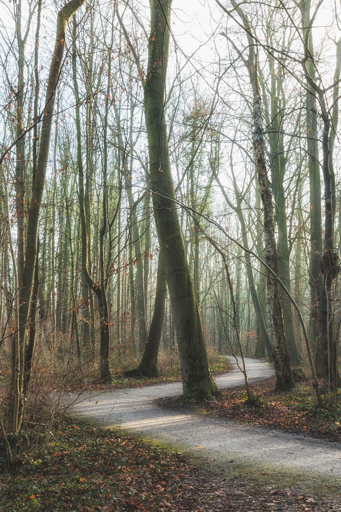 Canon EOS 750D (EOS Rebel T6i / EOS Kiss X8i) sample photo. Forest twist again photography