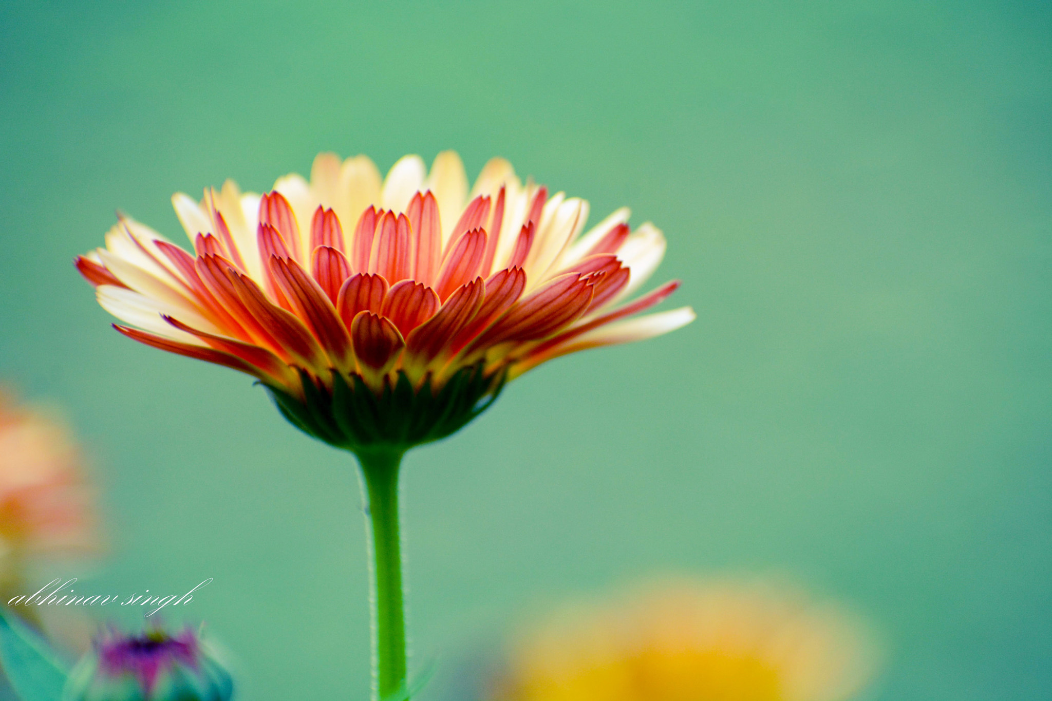 Nikon D7100 + Sigma 70-300mm F4-5.6 DG OS sample photo. Sunflower photography