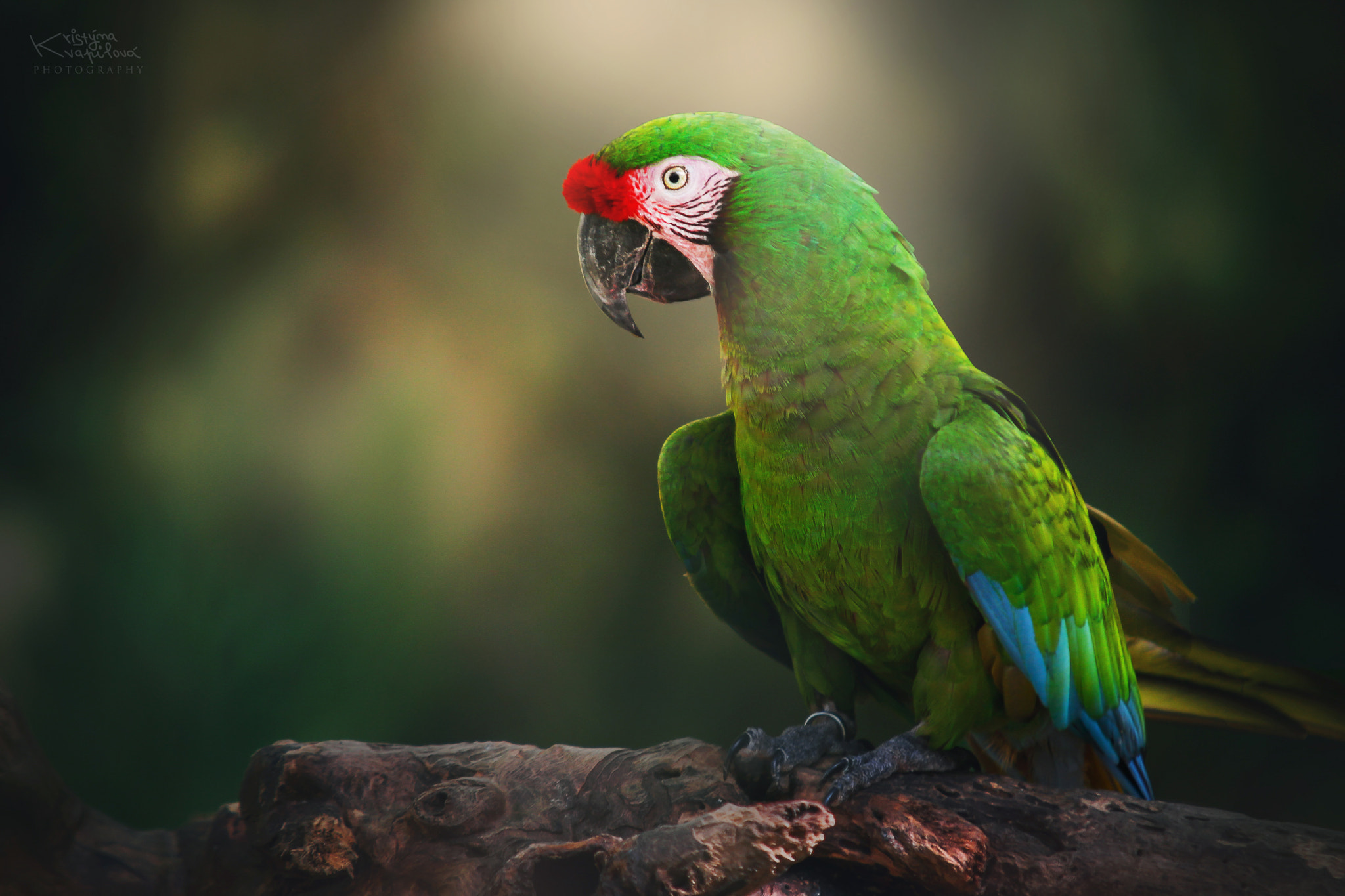 Sigma 70-200mm F2.8 EX DG OS HSM sample photo. Beautiful nature of mexico photography