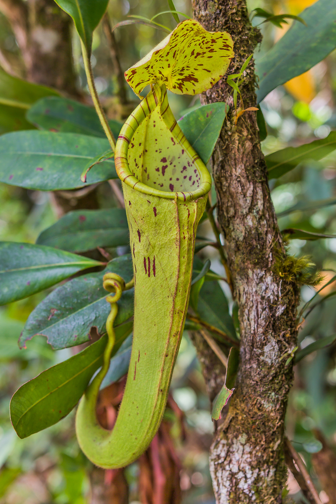 Canon EOS 60D + Sigma 18-35mm f/1.8 DC HSM sample photo. "nepenthes chaniana" photography