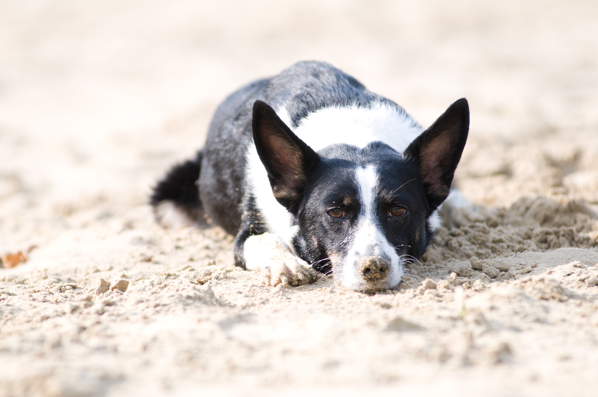 Nikon AF-Nikkor 80-200mm F2.8D ED sample photo. Sad mixed breed dog photography