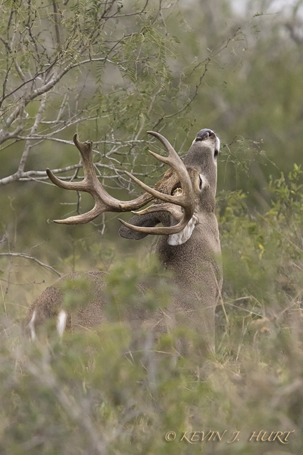 Canon EOS 7D Mark II + Canon EF 70-200mm F2.8L USM sample photo. Whitetail buck-8 photography