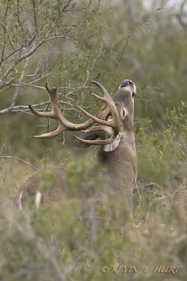 Canon EF 70-200mm F2.8L USM sample photo. Whitetail buck-8 photography