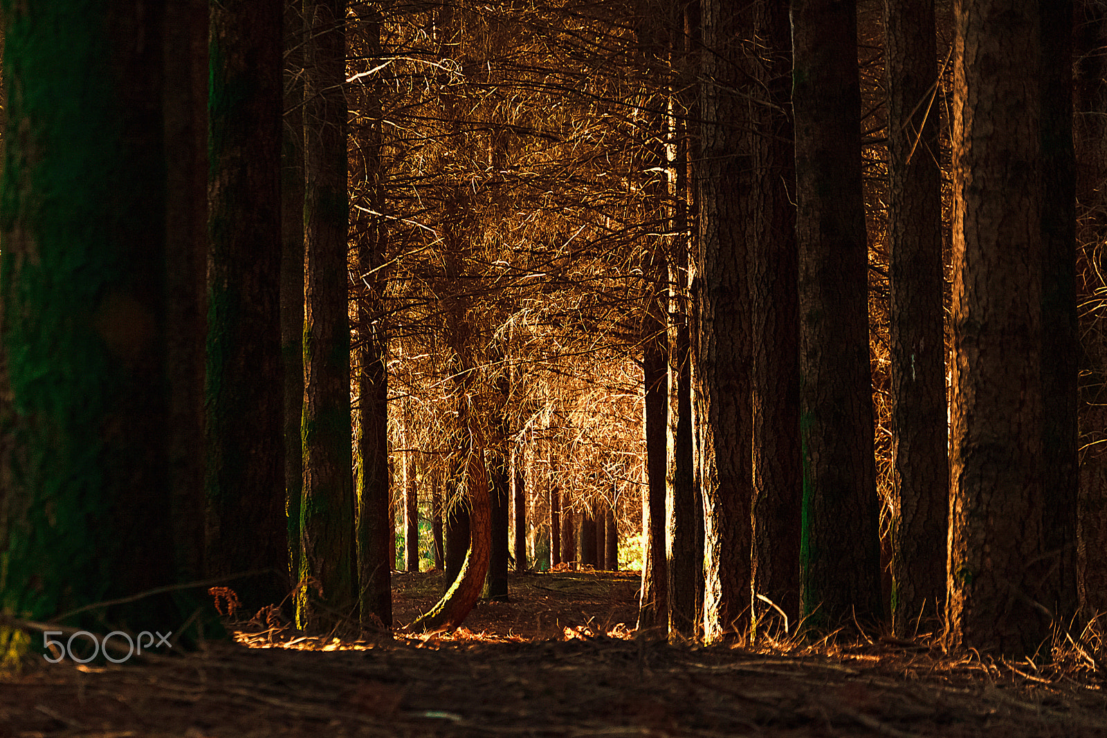 Canon EOS 500D (EOS Rebel T1i / EOS Kiss X3) sample photo. Path in the forest. photography