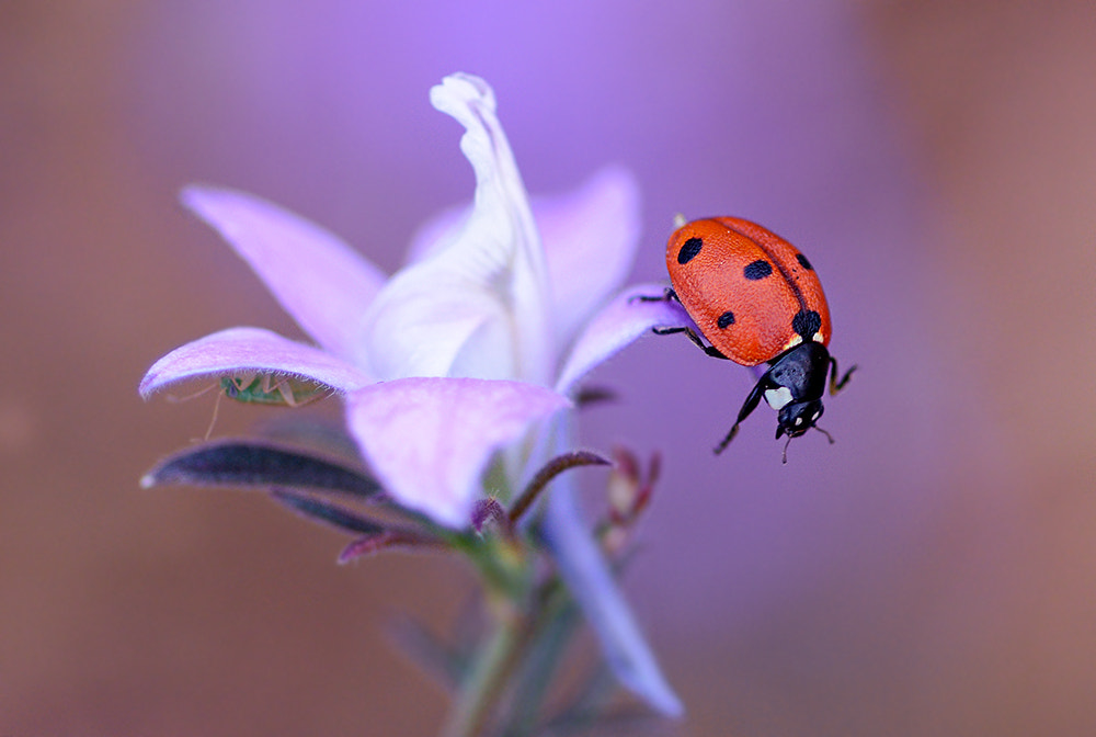 Nikon D7100 + Nikon AF Micro-Nikkor 60mm F2.8D sample photo. Uğur ve çiçek photography