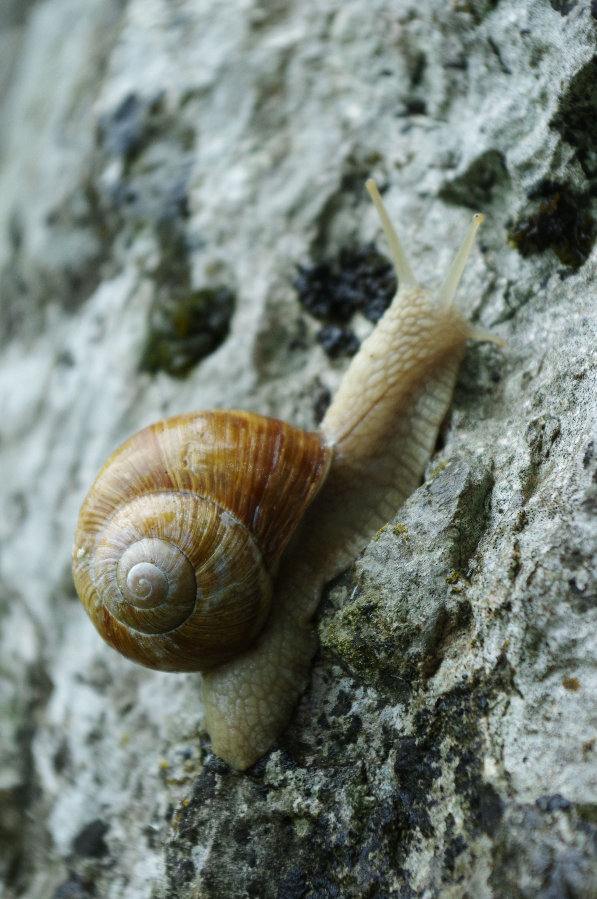 Pentax K-3 II sample photo. Schnecke photography